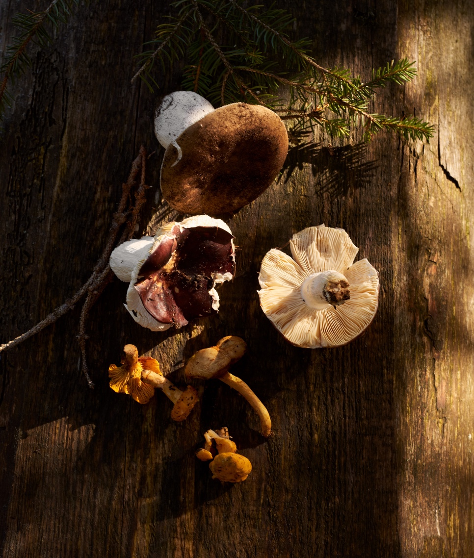 04 The Cambrian Mushroom Foraging