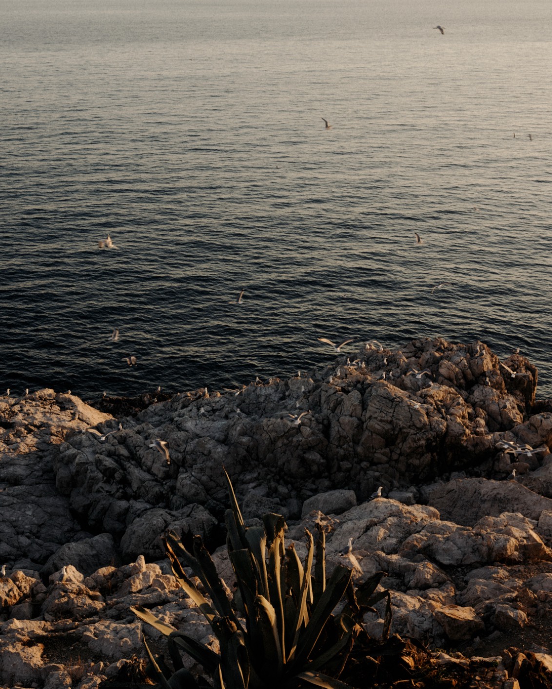 18 Where To Go In 2023 Mamula Island Coast Ocean Birds