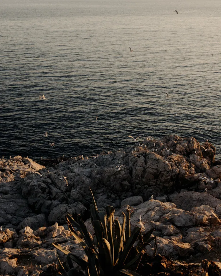 18 Where To Go In 2023 Mamula Island Coast Ocean Birds