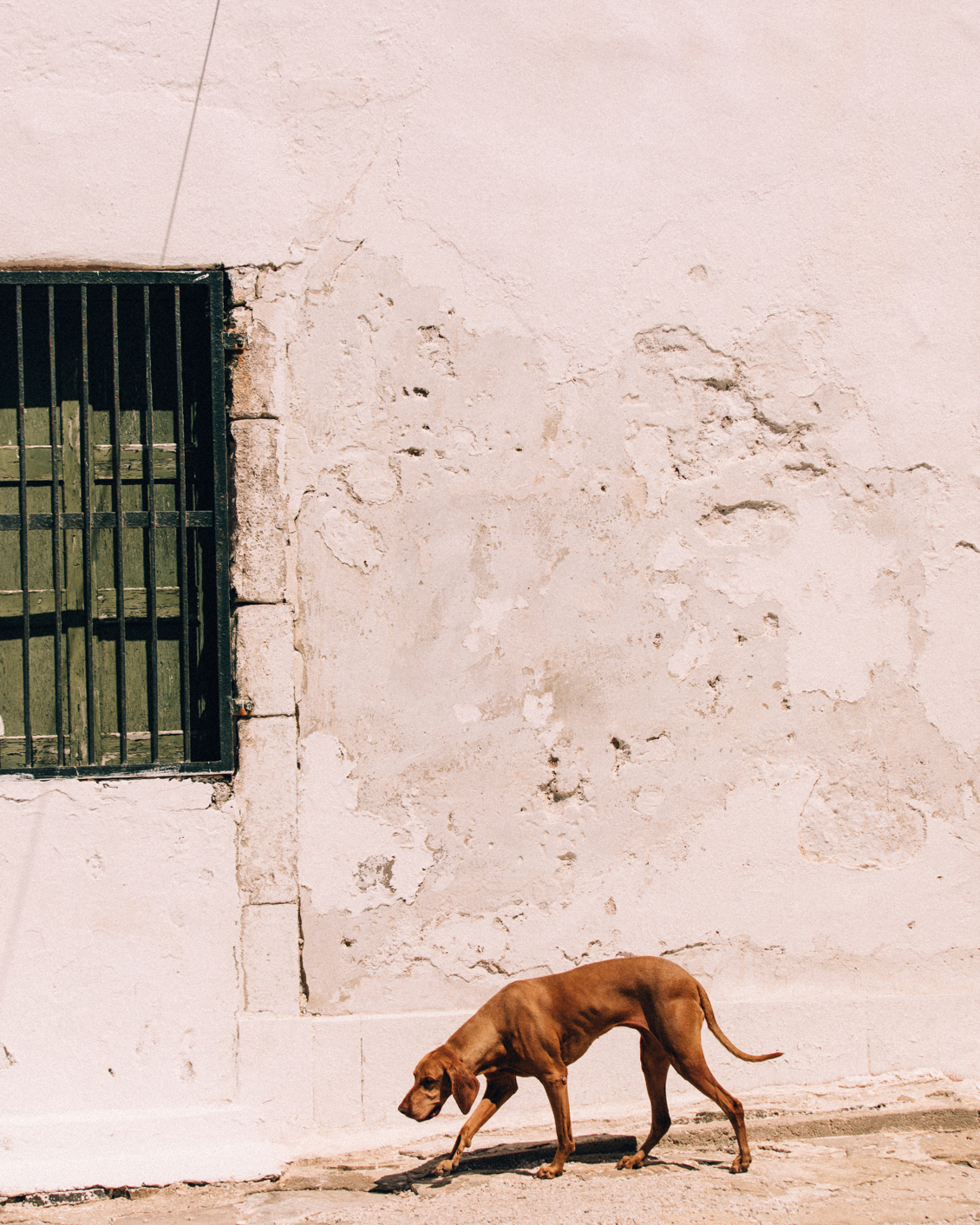 MBO Roi Kalfopoulou Rocabella City Dog 18