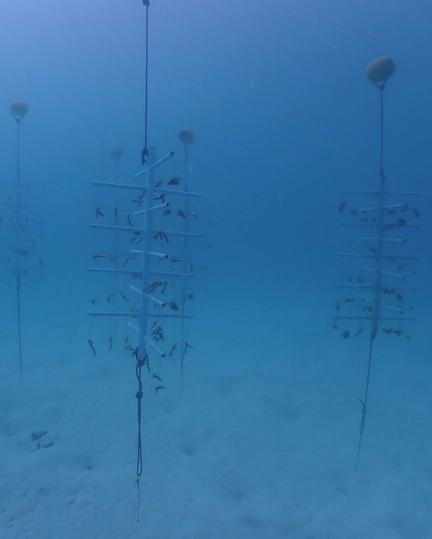 04 TGT Supporting The Reefs