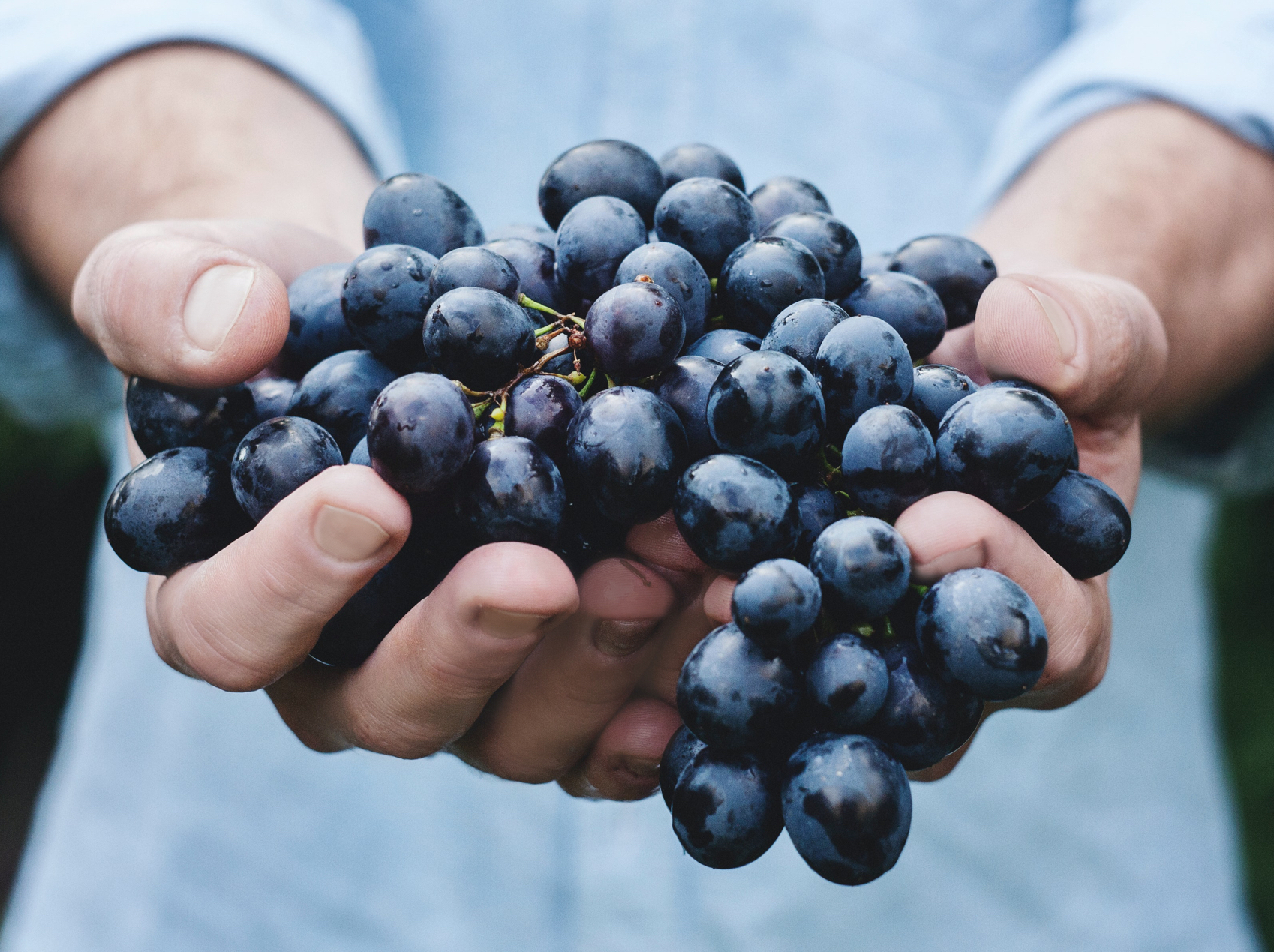 003 Biodynamics Vineyards Hands