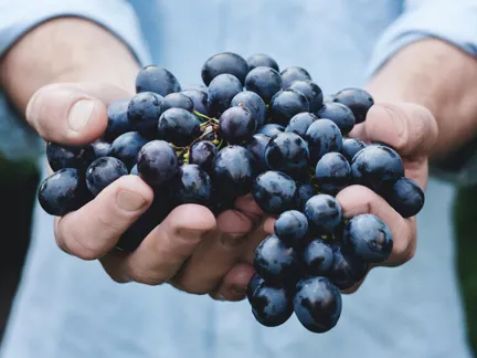 003 Biodynamics Vineyards Hands