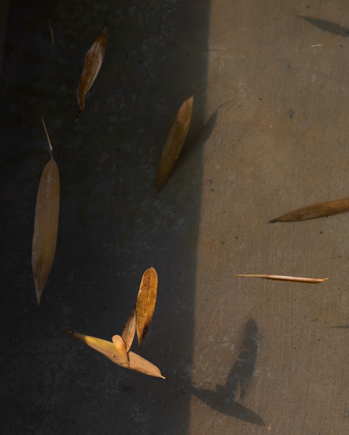 12 MBO Filario Hotel And Residences Pool Leaves