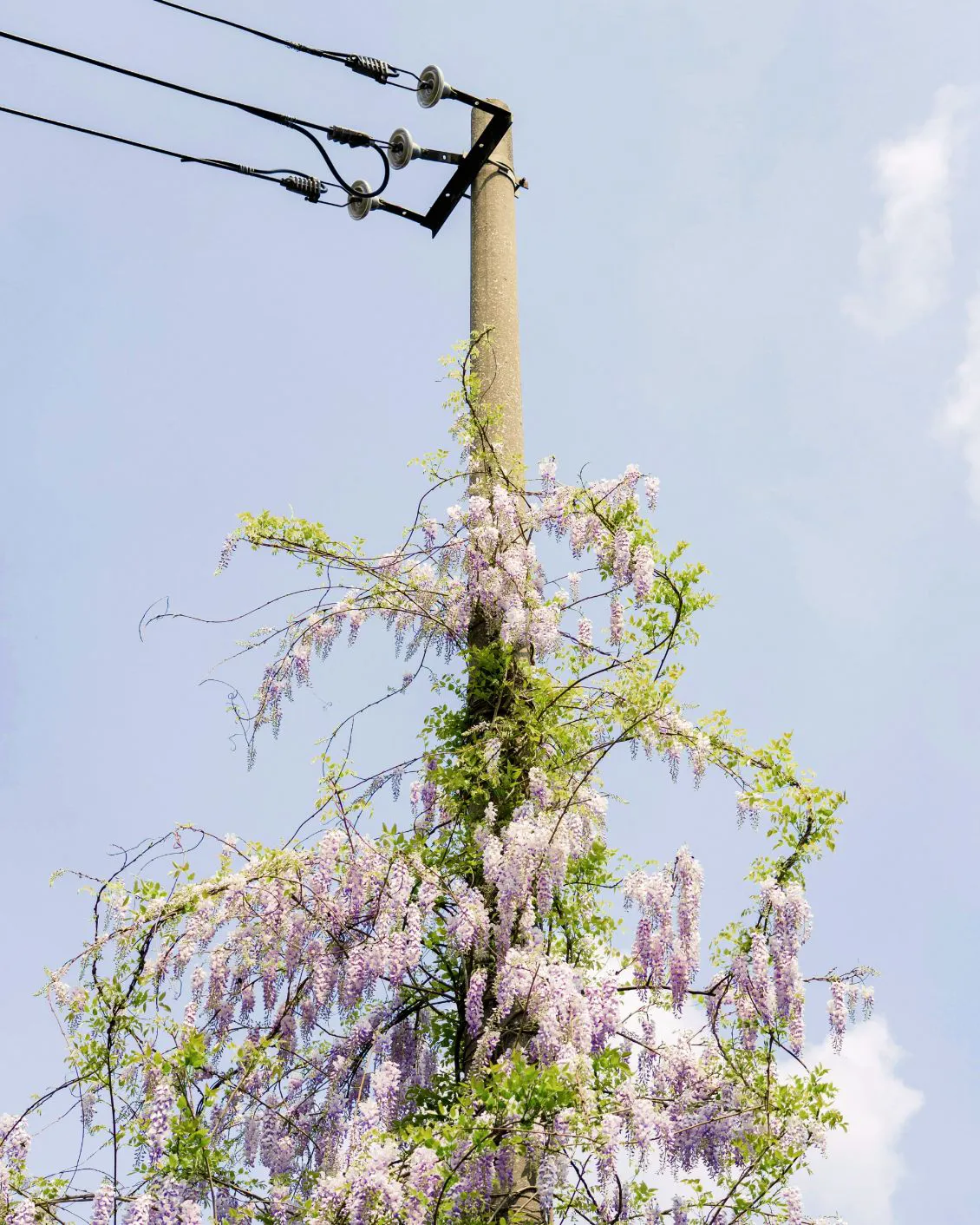 13 DH Flower Hot Spots In Spring Japan Wisteria