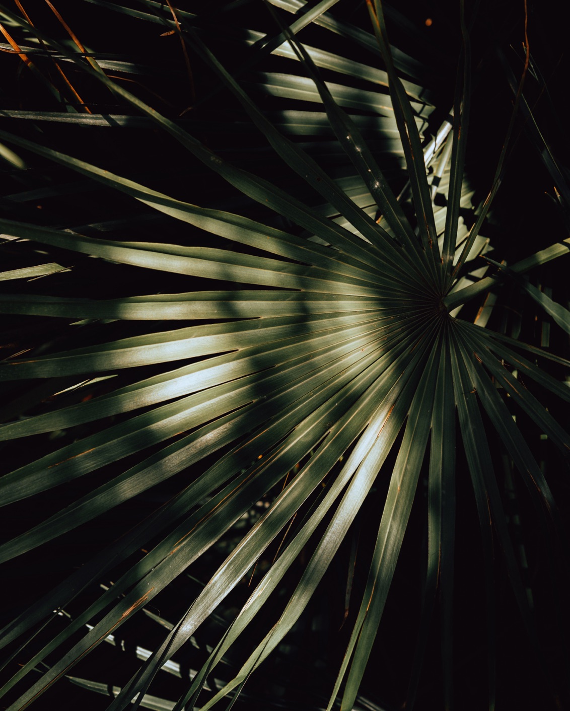 020 Where To Go 2022 Maison Palmier