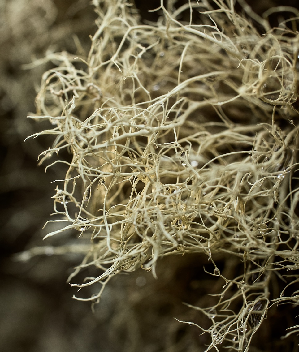 Pachamama's Land Part II 004