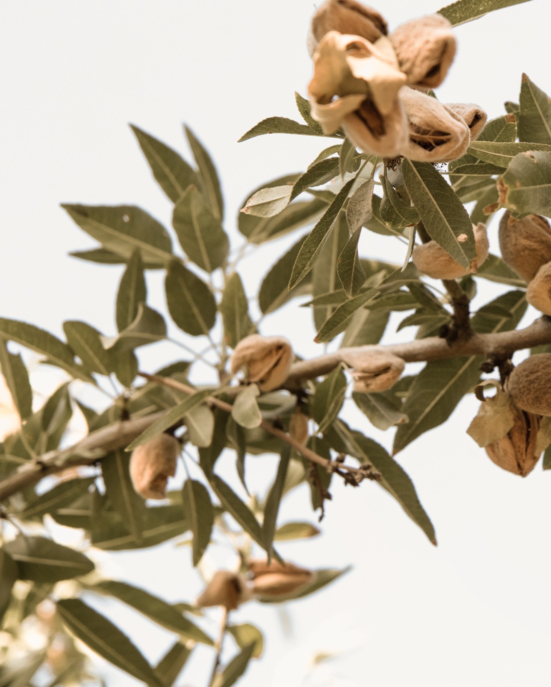 19 Destination Mallorca Llubi Almonds