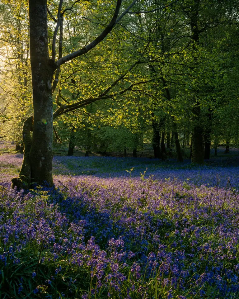 16 DH Flower Hot Spots In Spring Belgium Bluebells