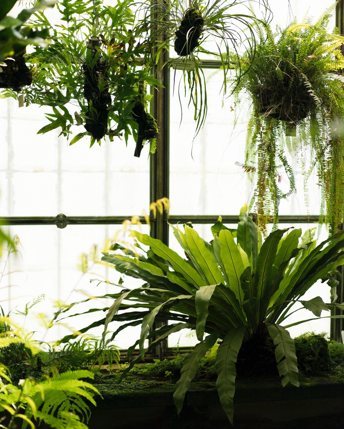 004 Freigeist Hotel Goettingen Plants