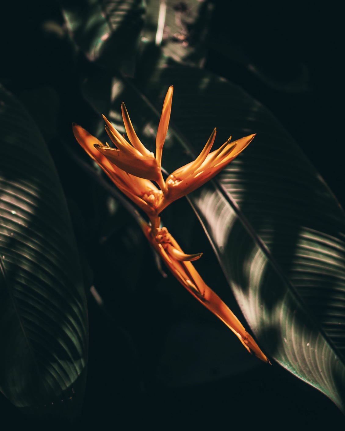 29 Where To Go In 2023 Mauritius Flower Nature