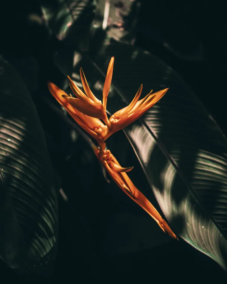 29 Where To Go In 2023 Mauritius Flower Nature