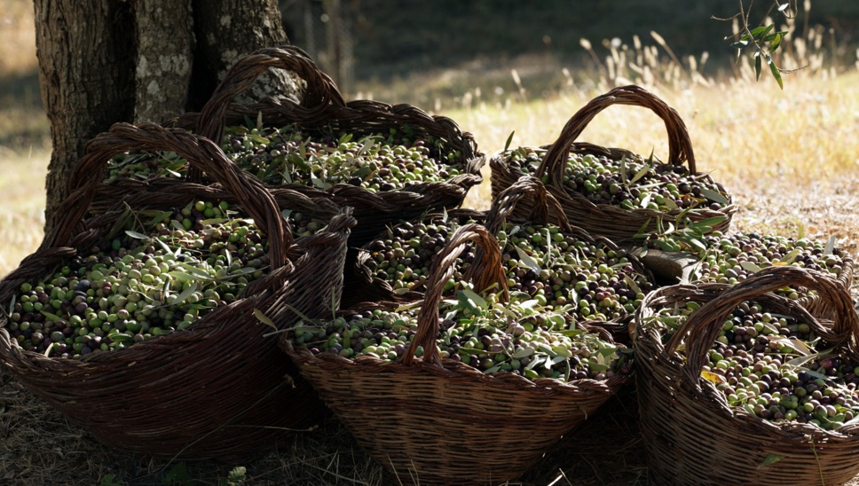 007 Where To Go 2022 Rastrello