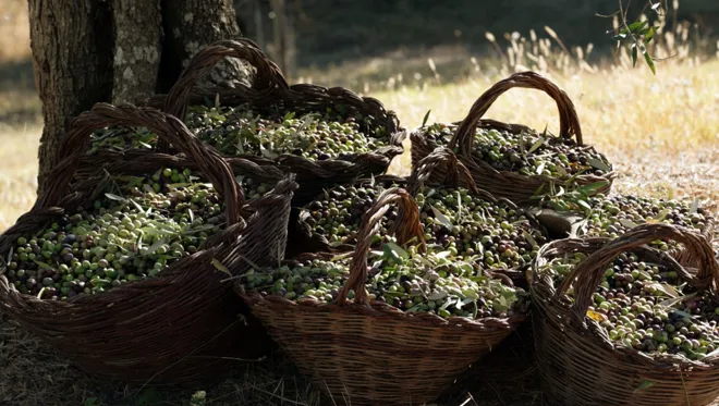 007 Where To Go 2022 Rastrello