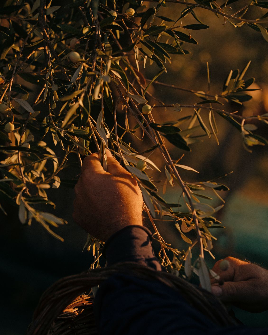 05 DH Design Anthology Italy Rastrello Olive Harvest