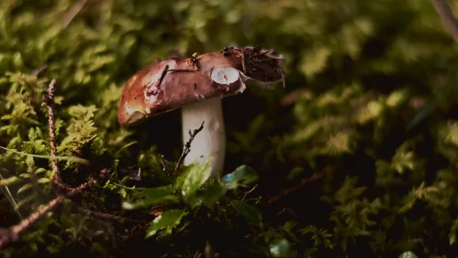 05 The Cambrian Mushroom Foraging