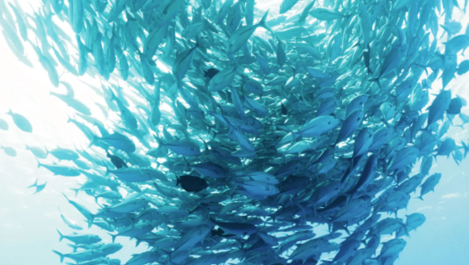 DH Journal Winners Oceanic Short Film Festival Cosmos Beneath 05