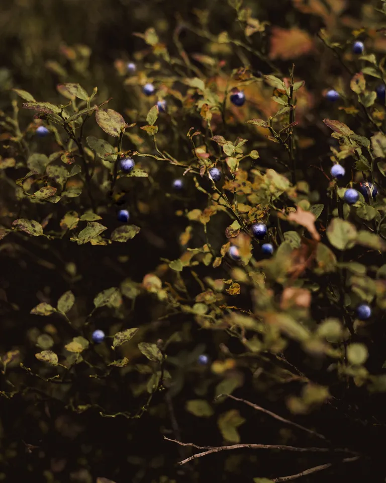 11 The Cambrian Mushroom Foraging