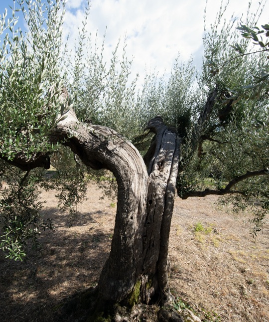 008 Where To Go 2022 Rastrello