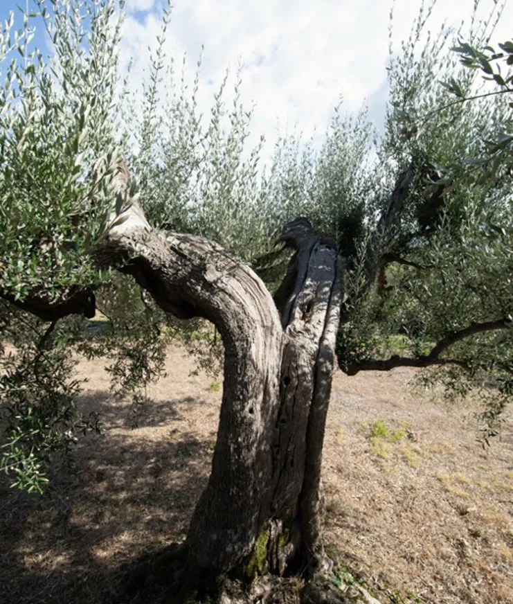 008 Where To Go 2022 Rastrello