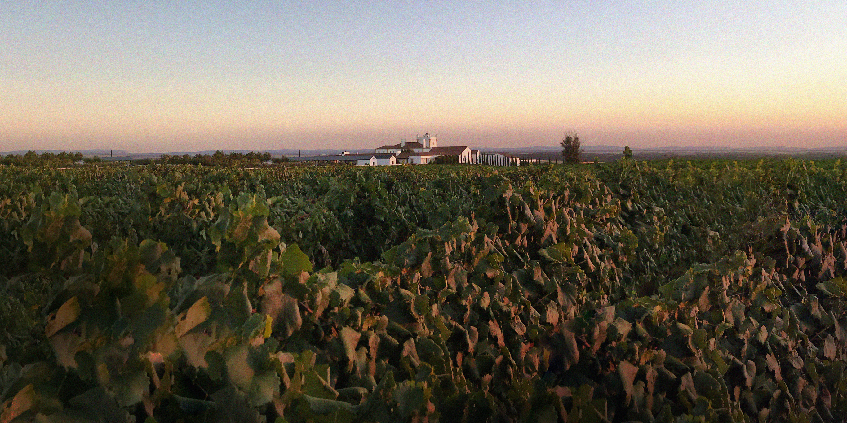 001 Biodynamics Vineyards Header Updated (1)