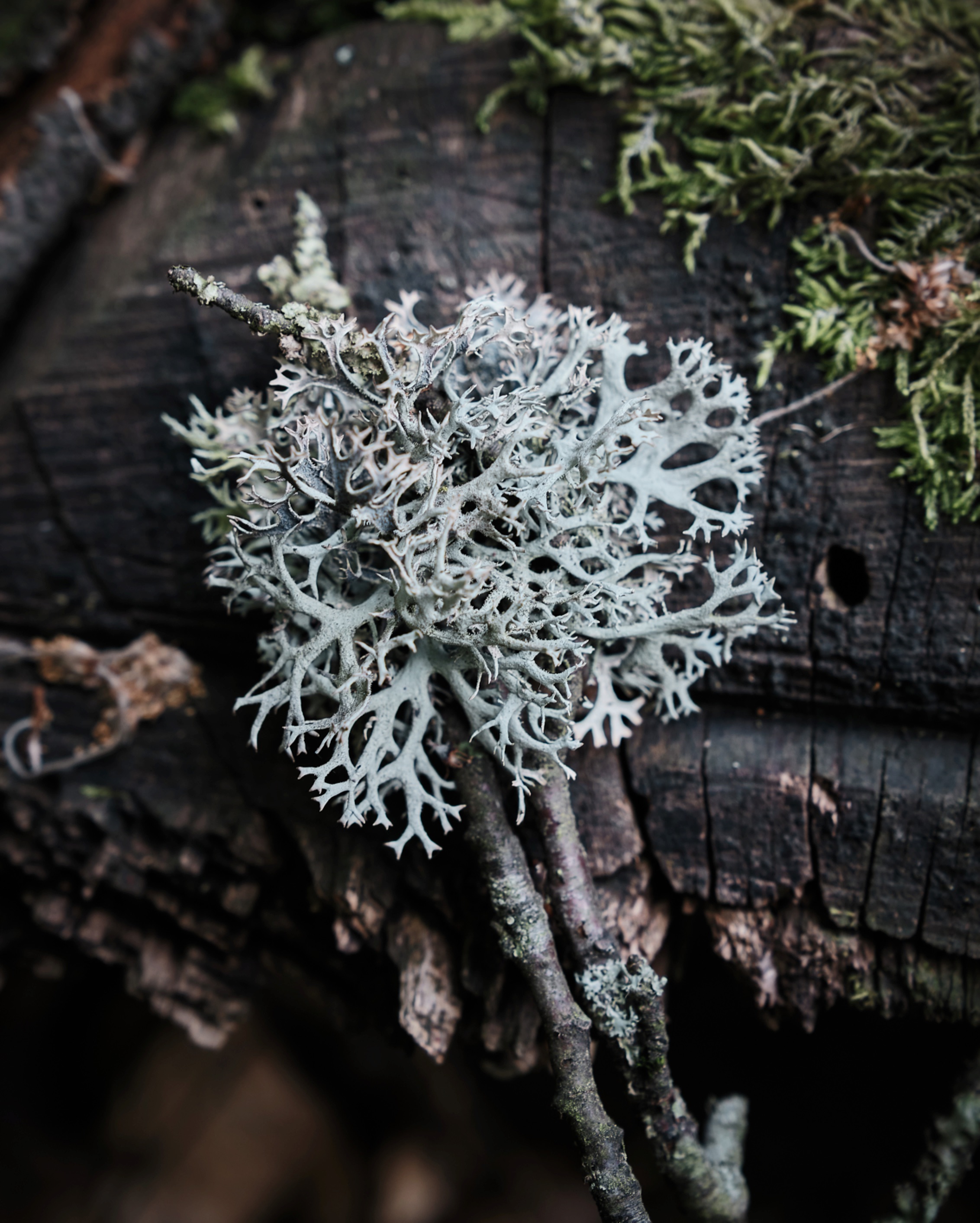 002 Seezeitlodge Forest Detail Moss