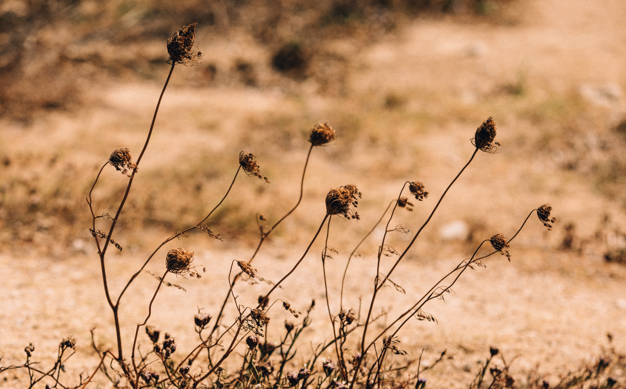 MBO Roi Kalfopoulou Rocabella Destination Dry Flowers 08