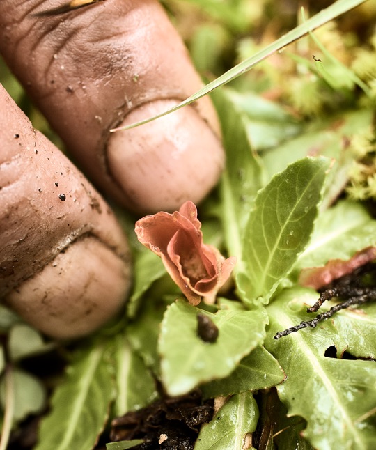 Pachamama's Land Part II 006