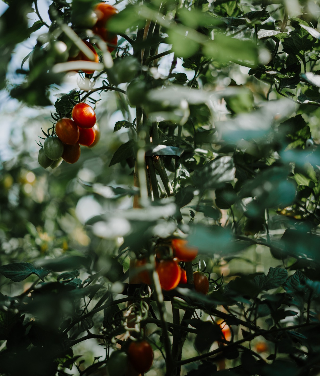 Hotel Schwarzschmied Theme Box 03 Food And Drink 2