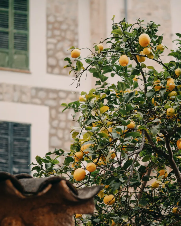 12 Destination Mallorca Soller Lemon Tree