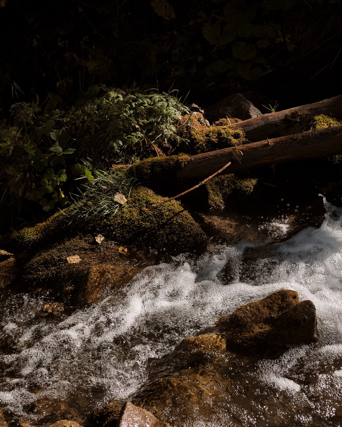 10 The Cambrian Mushroom Foraging