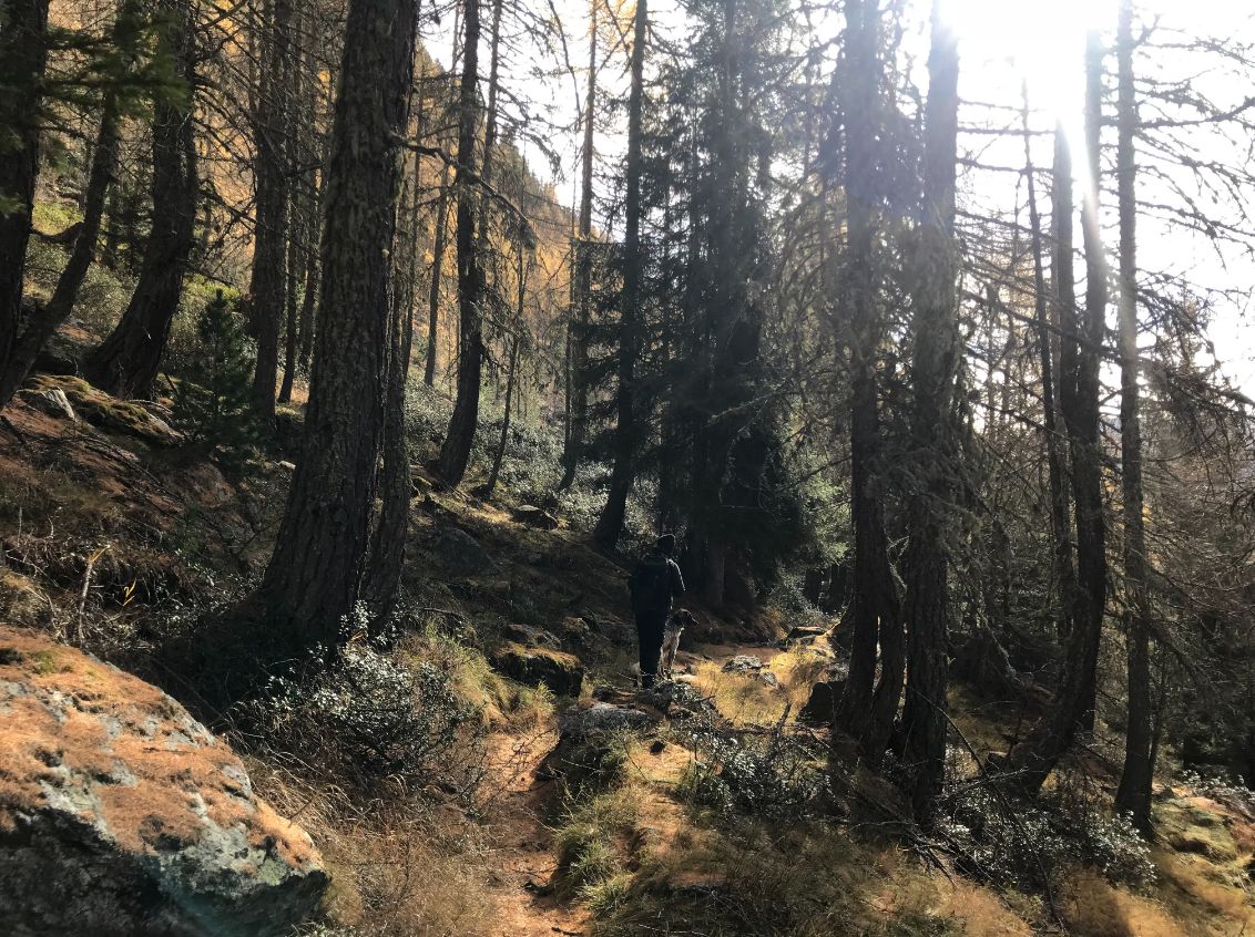 19 Hotels Enhancing Longevity Hotel Schwarzschmied Forest Walk