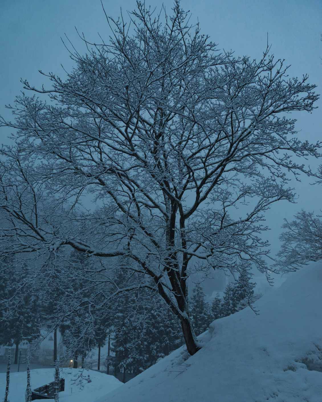 003 Satoyama Jujo Neighborhood Tree By Winter